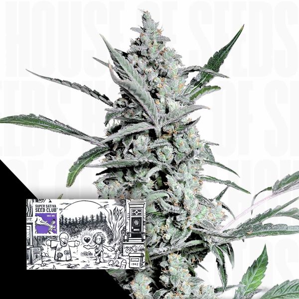 Super Sativa Seed Club Fat Pete’s Cookies Auto