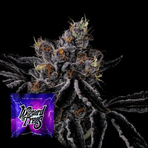 Fiestaz Wizard Trees