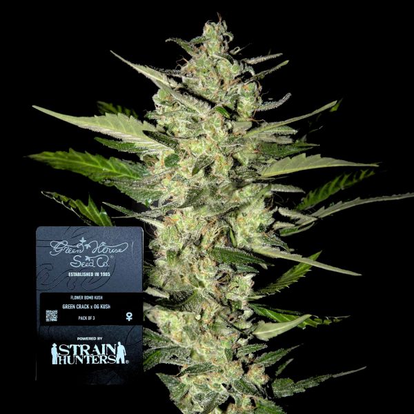 Green House Seeds Flowerbomb Kush
