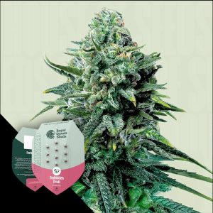 Forbidden Fruit Royal Queen Seeds
