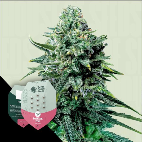 Royal Queen Seeds Forbidden Fruit