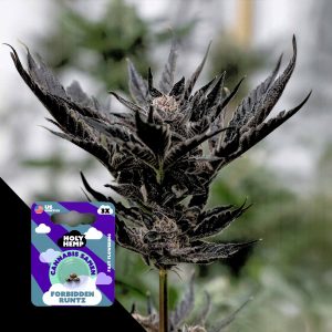 Forbidden Runtz Holy Hemp