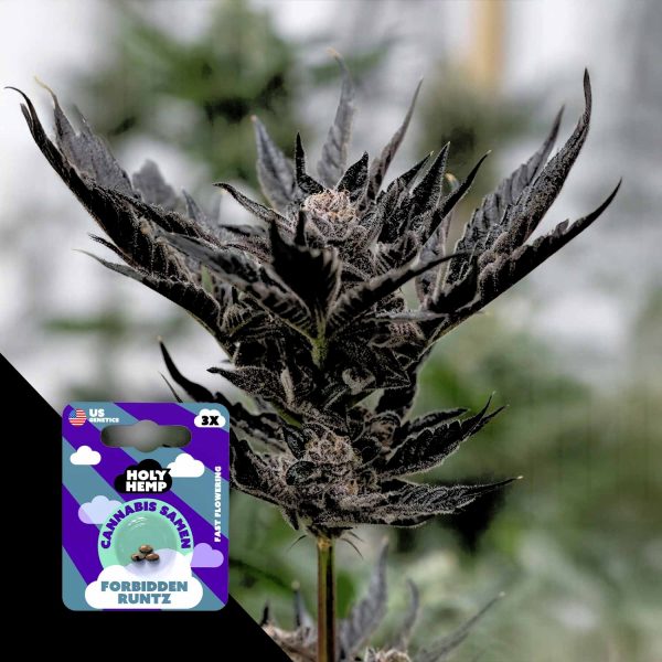 Holy Hemp Forbidden Runtz