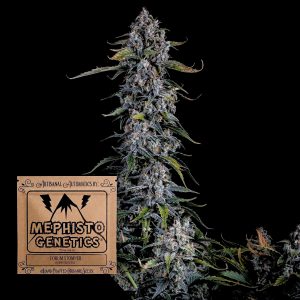 Forum Stomper Auto Mephisto Genetics