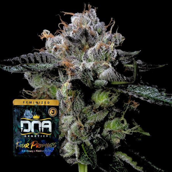 DNA Genetics Four Prophets