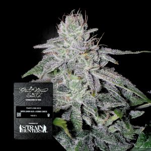 Francos Lemon Cheese Green House Seeds