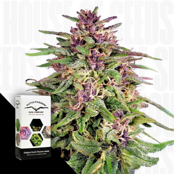 Dutch Passion Frisian Dew