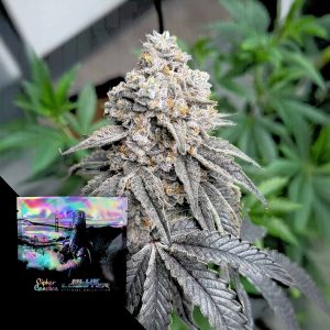 Froot Loot Cipher Genetics