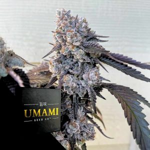 Frostade Umami Seeds