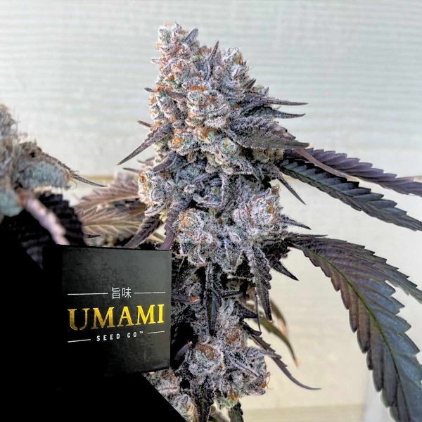 Umami Seeds Frostade