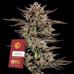 Frosted Zinn X 3 Bears Og Auto Barneys Farm