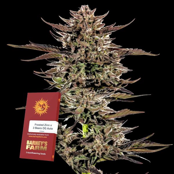 Barneys Farm Frosted Zinn x 3 Bears OG Auto