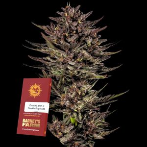 Frosted Zinn X Cookie Dog Auto Barneys Farm