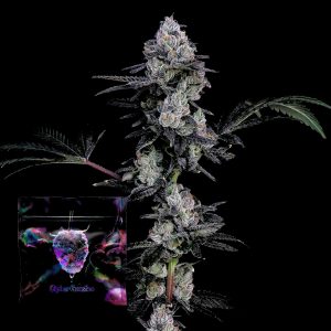 Frozen Yeti Cipher Genetics