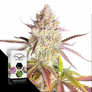 Fruit Bomb Punch Dutch Passion