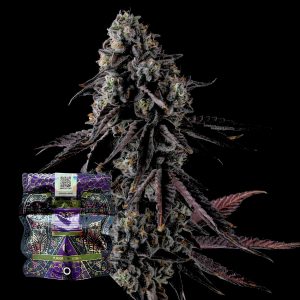 Fruit Riot Compound Genetics