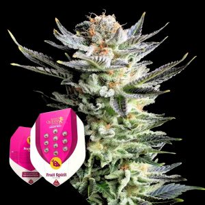 Fruit Spirit Royal Queen Seeds