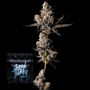 Fruity Bubbles Seed Junky Genetics