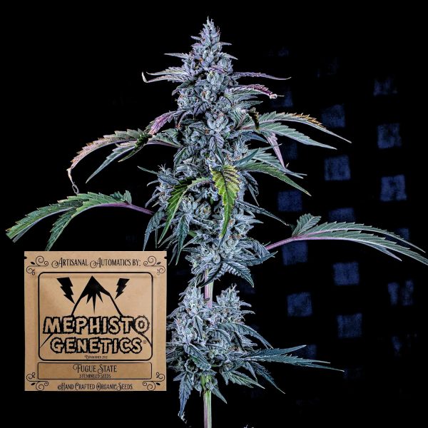 Mephisto Genetics Fugue State Auto