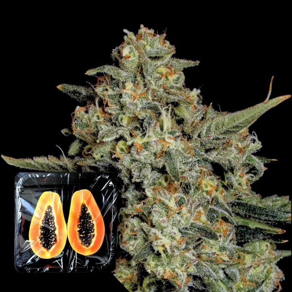 Nine Weeks Harvest Funky drip