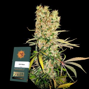 Barneys Farm G13 Haze
