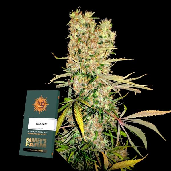 Barneys Farm G13 Haze