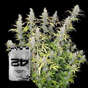 G14 Auto 420 Fast Buds