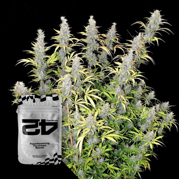420 Fast Buds G14 Auto