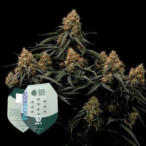 Gaia F1 Royal Queen Seeds