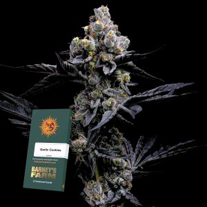 Barneys Farm Garlic Cookies