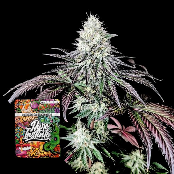 Pure Instinto Garlic Cookies
