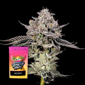 Gary Patron Nine Weeks Harvest