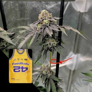 Gary Sherbet Fem 420 Fast Buds