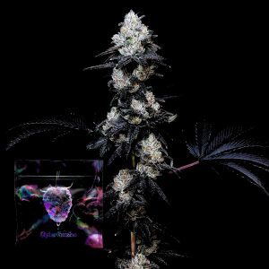 Gassy Knolls Cipher Genetics