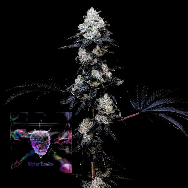 Cipher Genetics Gassy Knolls