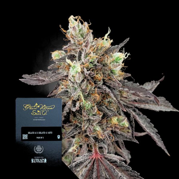 Green House Seeds Gelato #41 X Gelato #41 Auto
