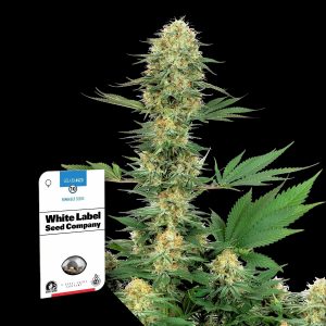 Gelato 420 Sensi Seeds