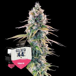 Gelato 44 Royal Queen Seeds