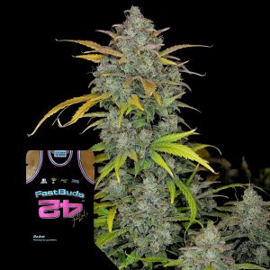 Gelato Auto 420 Fast Buds