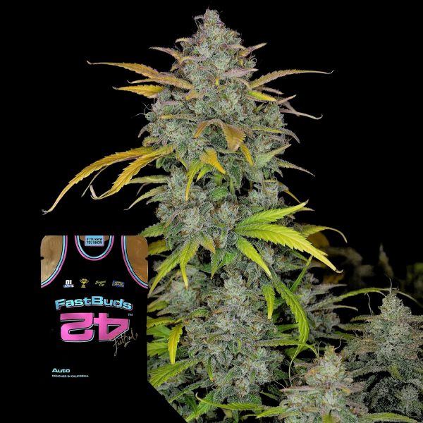 420 Fast Buds Gelato Auto