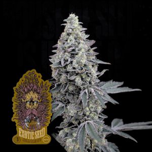 Georgia Cream Auto Exotic Seeds