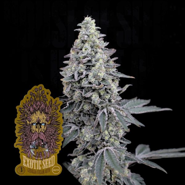 Exotic Seeds Georgia Cream Auto