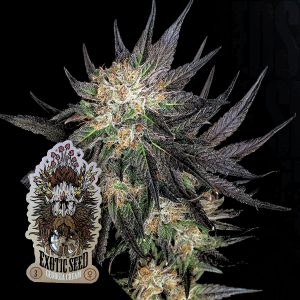 Georgia Cream Exotic Seeds
