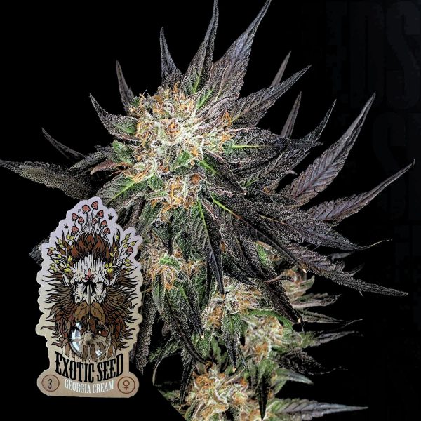 Exotic Seeds Georgia Cream