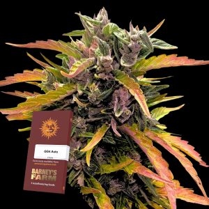 Gg4 Auto Barneys Farm