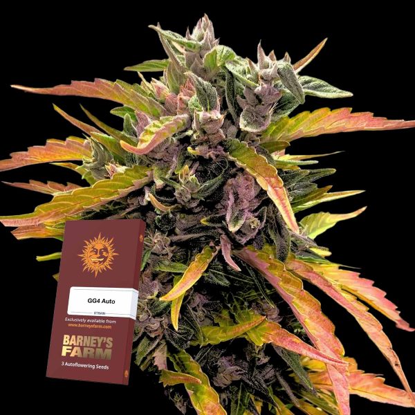 Barneys Farm GG4 Auto
