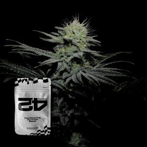 Gg4 Sherbet Ff 420 Fast Buds