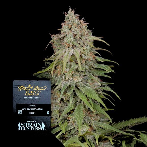 Green House Seeds GH Amnesia