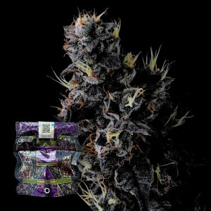 Giggin Grapes Compound Genetics