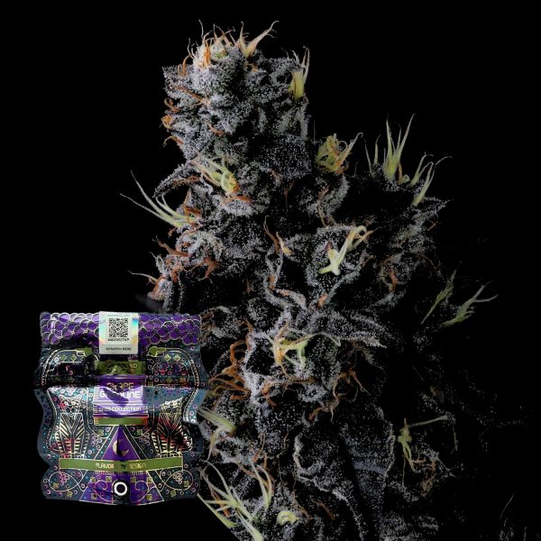 Compound Genetics Giggin‘ Grapes